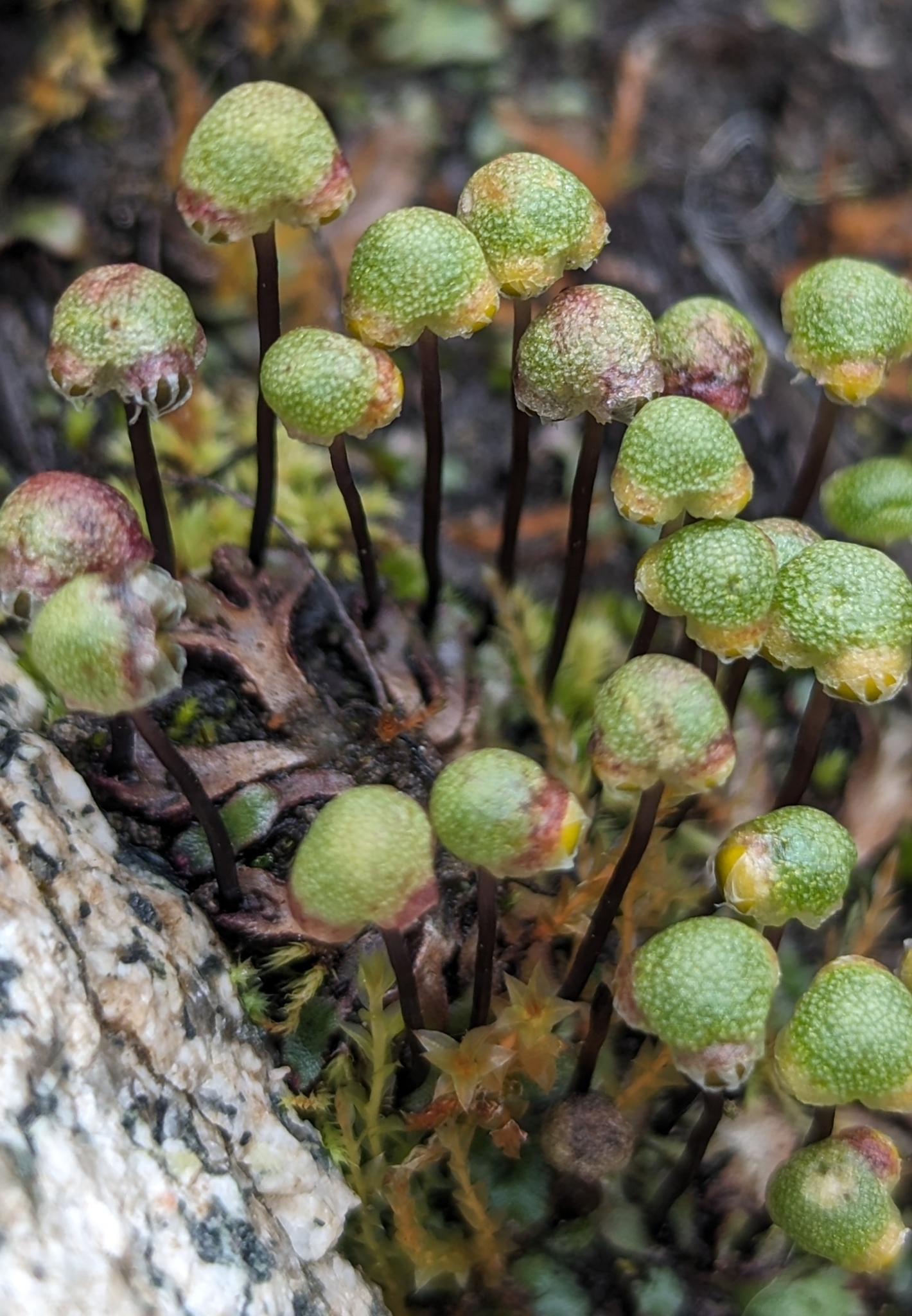 Mannia gracilis