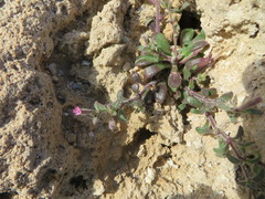 Silene sedoides