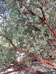 Arctostaphylos pungens