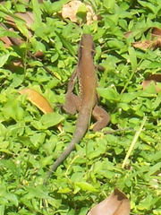 Ameiva atrigularis