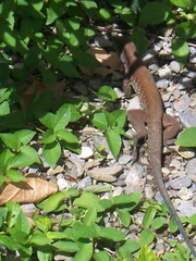 Ameiva atrigularis