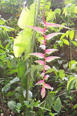 Heliconia chartacea