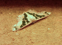 Scopula divisaria