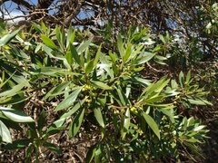 False Sandalwood (Myoporum sandwicense)