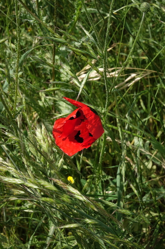 Aegilops tauschii, photograph 2