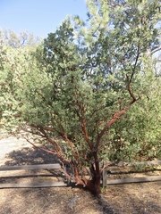 Arctostaphylos pungens