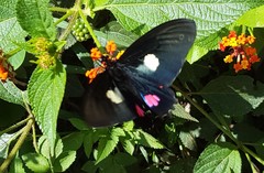 Parides anchises