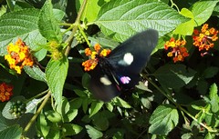 Parides anchises