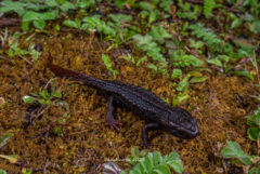 Crocodile Newt photo 1