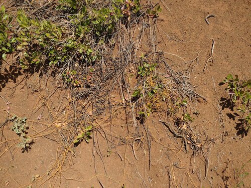 Cassytha filiformis observed 2023-06-20