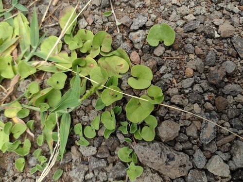 Dichondra micrantha observed 2023-06-20