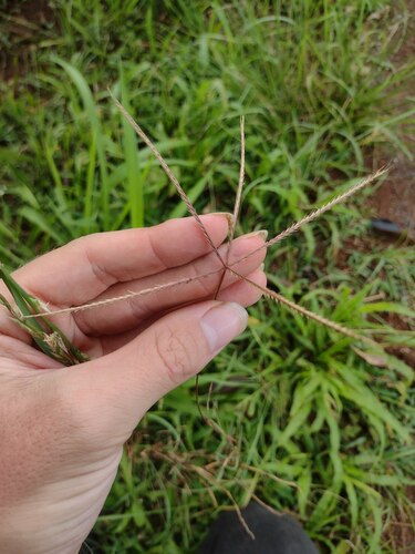 Chloris divaricata observed 2023-06-20