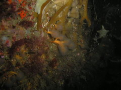 Aplidium punctum