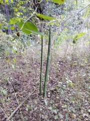 Bauhinia ungulata