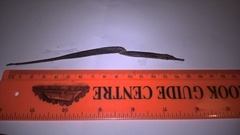 Syngnathus rostellatus