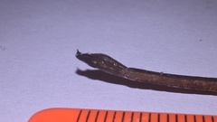 Syngnathus rostellatus