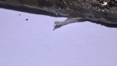 Syngnathus rostellatus