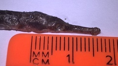 Syngnathus rostellatus