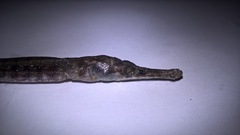 Syngnathus rostellatus