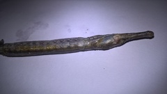 Syngnathus rostellatus