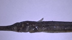 Syngnathus rostellatus