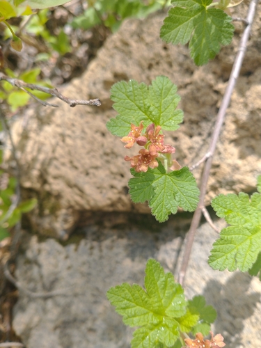 Image of Ribes erythrocarpum by no rights reserved