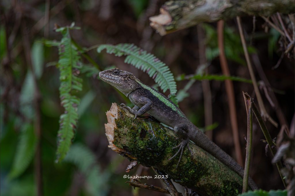 Nujiang Mountain Agama in May 2023 by luzhuoyu · iNaturalist