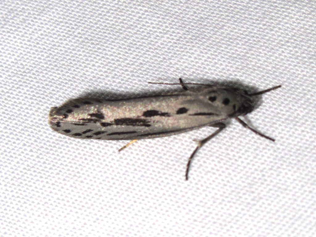 Gray Ethmia Moth