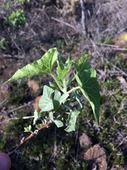 Calystegia macrostegia amplissima