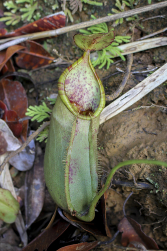 Nepenthes macrovulgaris