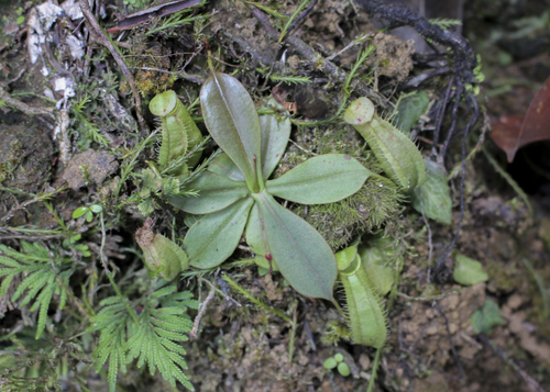 Nepenthes macrovulgaris
