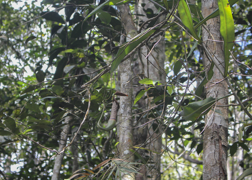 Pitcher plant (Nepenthes macrovulgaris)