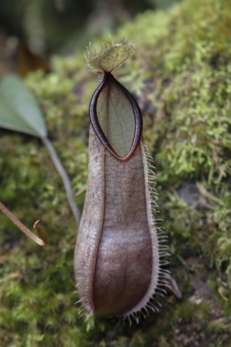 Nepenthes tentaculata