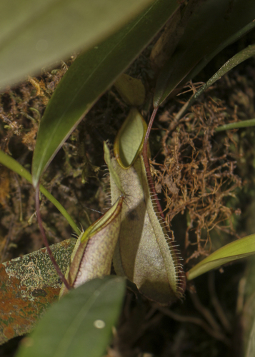 Nepenthes tentaculata