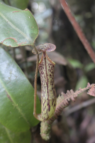 Nepenthes stenophylla