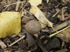 Inocybe flocculosa