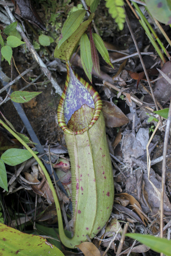 Nepenthes macrovulgaris