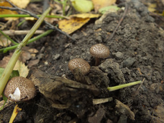 Inocybe flocculosa