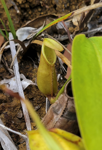 Nepenthes macrovulgaris