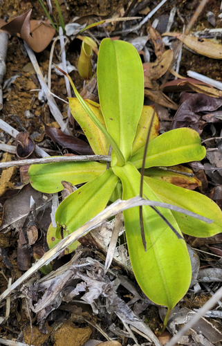 Nepenthes macrovulgaris