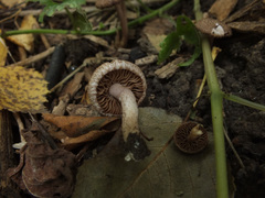 Inocybe flocculosa