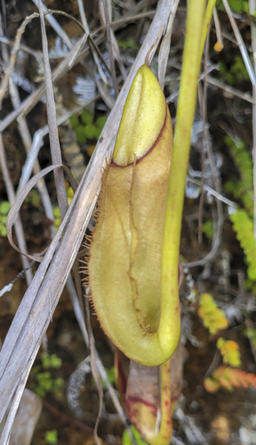 Nepenthes macrovulgaris