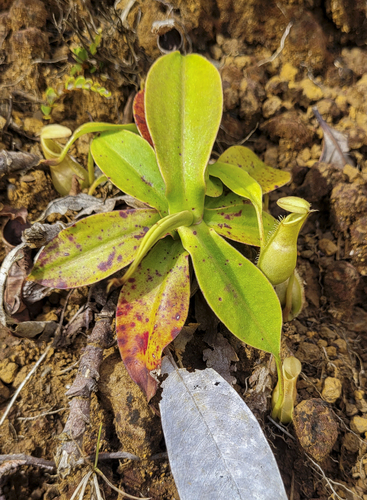 Nepenthes macrovulgaris