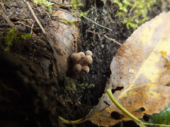 Inocybe squarrosa