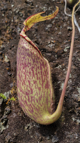 Pitcher plant (Nepenthes macrovulgaris)