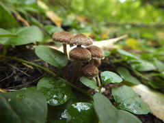 Inocybe squarrosa