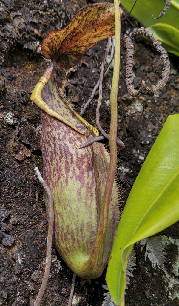 Nepenthes macrovulgaris