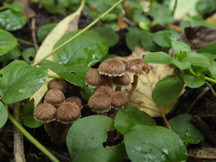 Inocybe squarrosa