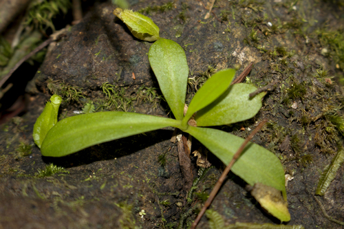 Nepenthes reinwardtiana