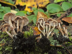 Inocybe squarrosa